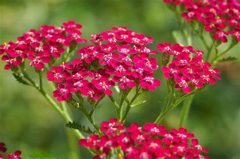 Achillea Millefolium New Vintage Red Yarrow