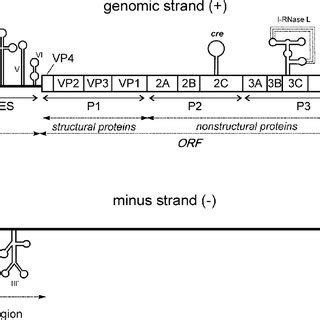 Location Of The Structural Rna Elements And Protein Coding Regions