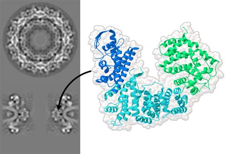 Pdb 101 Learn Structural Biology Highlights Piecing Together The Nuclear Pore Complex