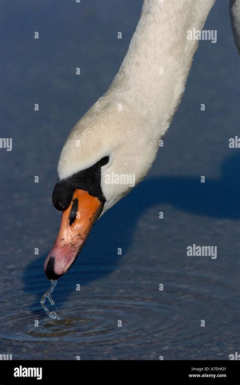 Hoeckerschwan Cygnus Olor Mute Swan Europe Europa Stock Photo Alamy