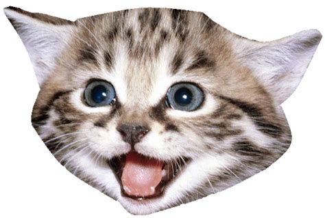 Cat Face Download Png Image