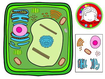 Plant Cell Clipart