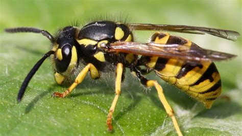 What To Do About Pesky Yellow Jackets During Fall Axios Portland