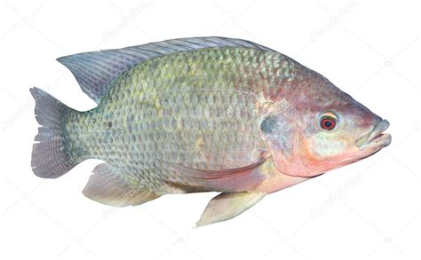 The Tilapia fish (Oreochromis mossambicus) — Stock Photo © vladvitek ...