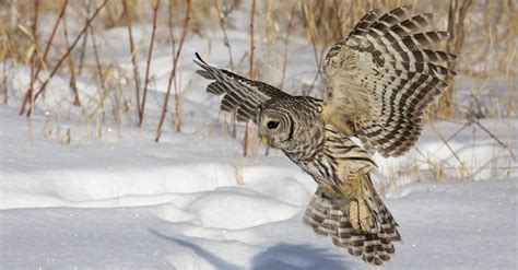 Barred Owls The Daytime Hunters With A Symphony Of Sounds And Unique