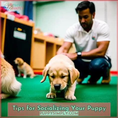 How To Socialize Your Puppy A Step By Step Guide