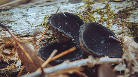 Devil S Cup Mushrooms Ouachita National Forest 2020 Flickr