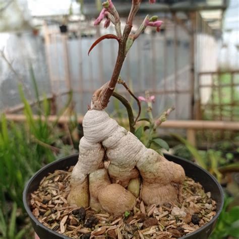 Euphorbia Neorubella Monadenium Rubellum Caudex Big Kaktus Sukulen