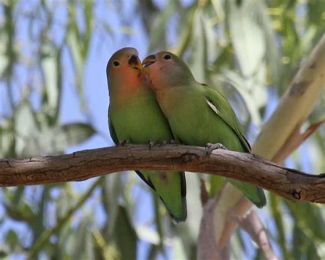 Rosy-faced Lovebirds 5214 | Birdspix