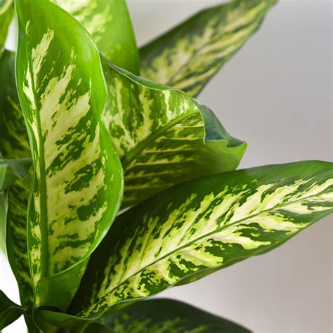 Dieffenbachia 'Tropic Snow' | Indoor Plant | Tropical Plant | Potted Plant — House Plant Shop