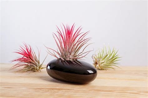 Growing and Caring for Tillandsia ionantha (Sky Plants) | Florgeous