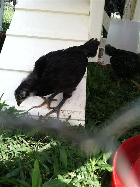 Nugget The Australorp Backyard Chickens Learn How To Raise Chickens