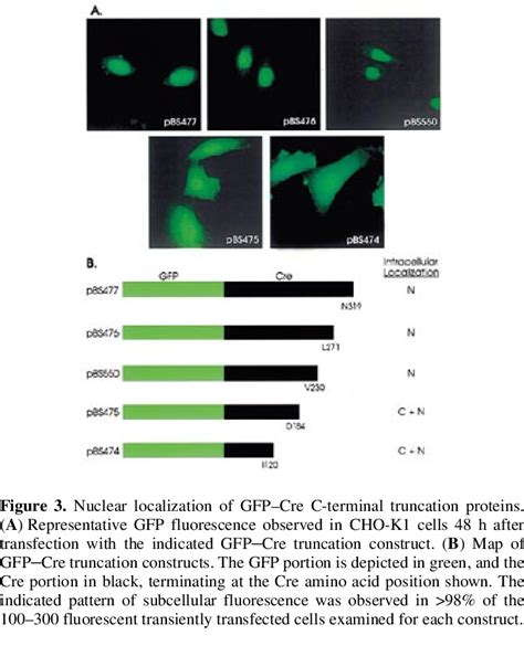 Assay Of Cre Mediated Site Specific Dna Targeting In Transfected Cells