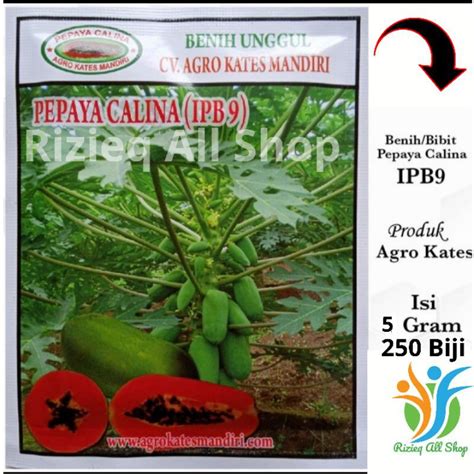 Jual Bibit Pepaya CALINA IPB 9 Isi 5 Gram Sekitar 250 Butir Benih