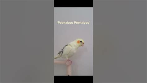 pika  birdo happily sings   awakes cockatiel cute bird