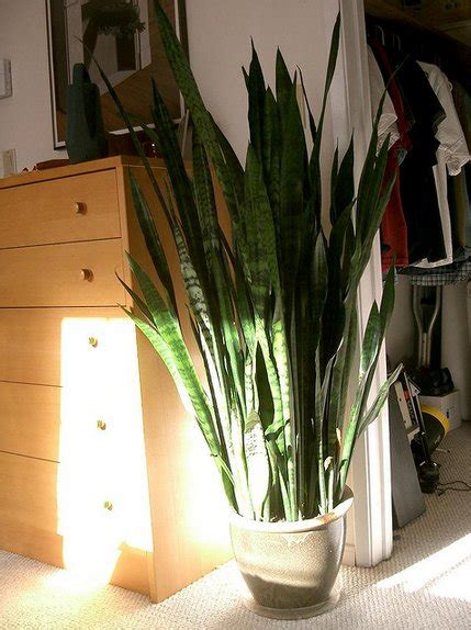 10 Best Houseplants To De Stress Your Home And Purify The Air Huffpost