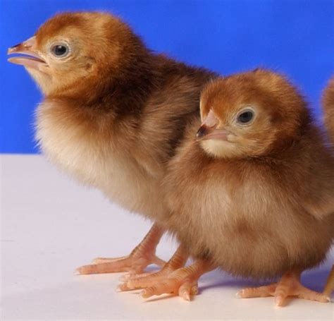 Rhode Island Red Bantam Baby Chicks Chickens For Backyards Rhode