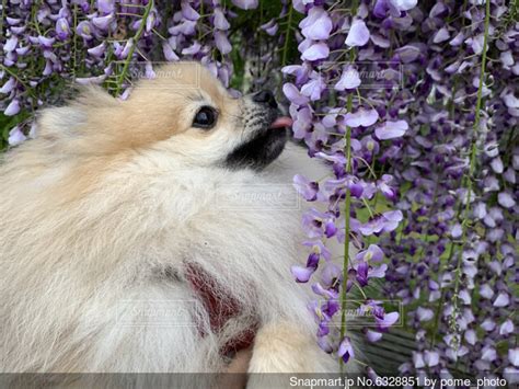 藤の花に囲まれるポメラニアンの写真・画像素材[6328851] Snapmart（スナップマート）