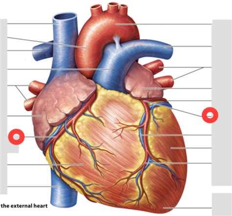 A P II Heart And Blood Vessel Identification List Coronary Great