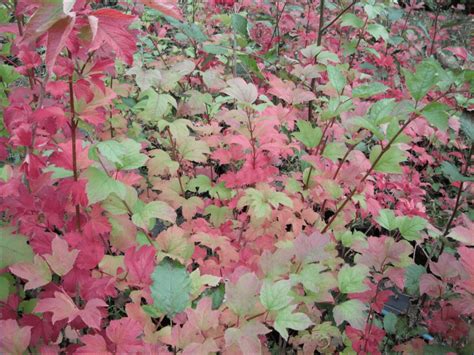 Viburnum opulus var. americanum (trilobum), American Cranberrybush ...