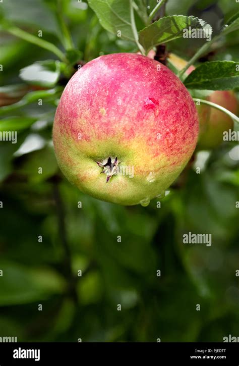 Faire Pousser Des Pommes Rouges Banque De Photographies Et Dimages