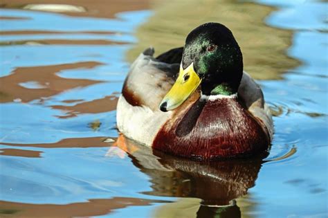 Free Picture Bird Waterfowl Duck Poultry Lake Water Reflection