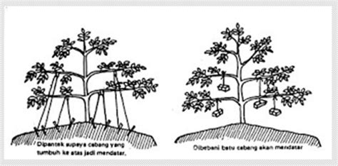 Sketsa Gambar Pohon Durian