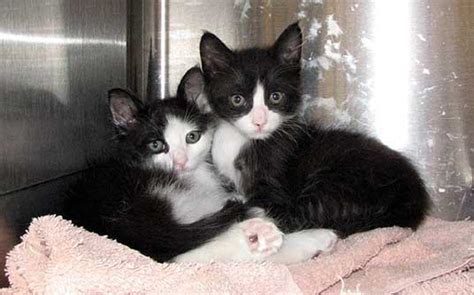 Tuxedo kittens: great photos