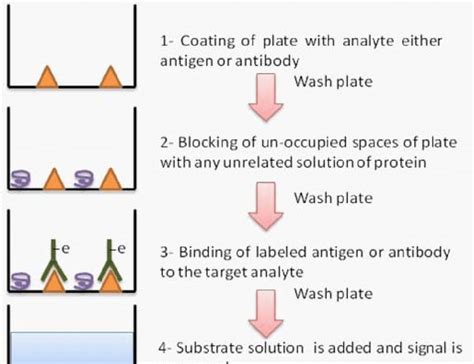 Figuer1 2 Basic Steps Of Elisa Assay The Assay Involves Coating With Download Scientific