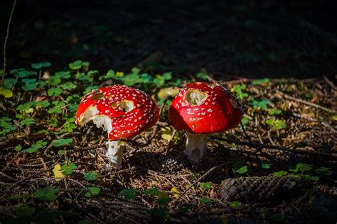 Mushrooms Toadstools Amanita Free Photo On Pixabay Pixabay