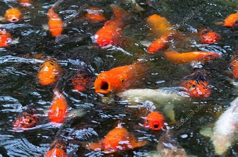 Close Up Koi Fish Swim In The Fish Pond Stock Photo Tzido