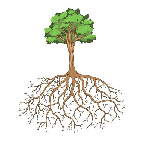 Vector Abstract Tree And Roots Vector Illustration Vector