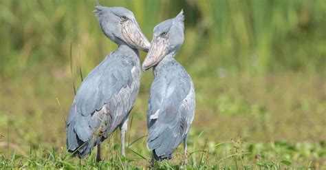 10 Key Facts About Shoebill Storks - A-Z Animals