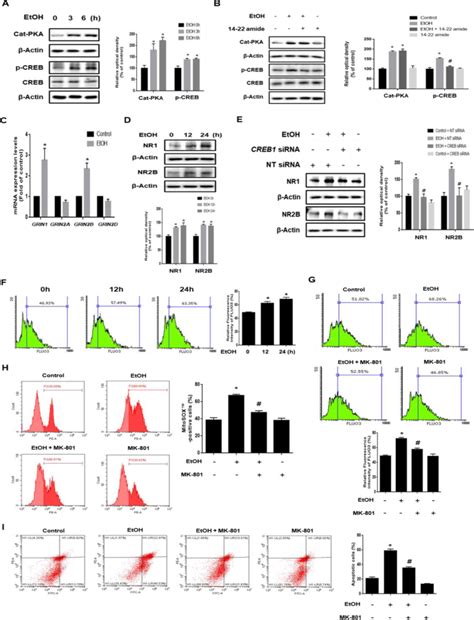 Ethanol Activated Camkii Signaling Induces Neuronal Apoptosis Through