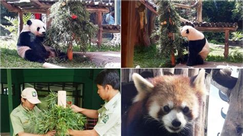 Cai Tao Dan Hu Chun Dua Panda Penghuni Taman Safari Dapat Hadiah Natal