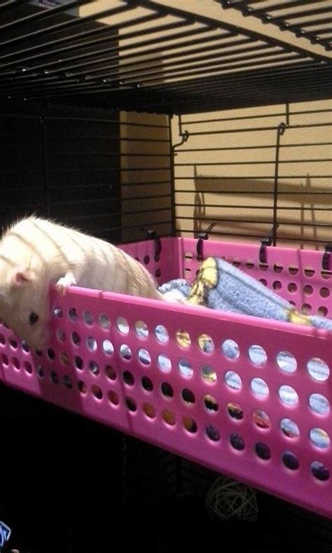 Rat cage level More | Rat cage, Rat cage accessories, Pet rats