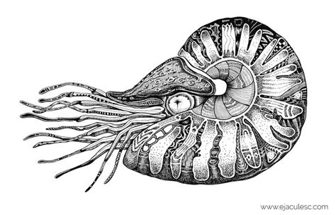 Nautilus tattoo, Octopus tattoo design, Drawings