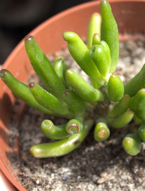 Propagar Una Planta De Jade Tallos U Hojas Cuidar Plantas