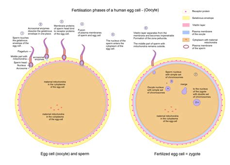 Zygote Definition Formation Development Example Biology Notes Online