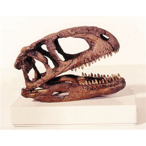 Abelisaurus Skull Model - 1:9 Scale | DINOSAURS ROCK SUPERSTORE ...