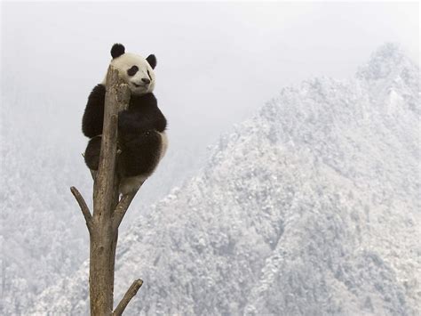 Gro Er Panda Das Wwf Wappentier In Gefahr