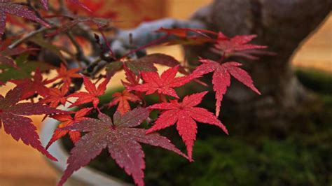 The Best Species for Maple Bonsai - Bonsai Made Simple