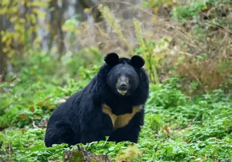 Qué significa soñar con un oso negro Descubre el significado de los