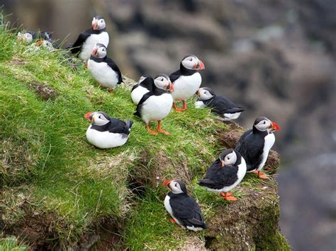 Amazing Things To Do In The Faroe Islands Practical Information