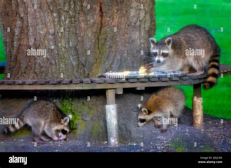 Mapache comiendo comida fotografías e imágenes de alta resolución - Alamy