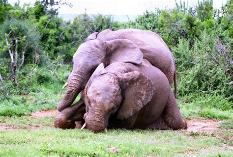 Addo Elephant National Park Addo Elephants