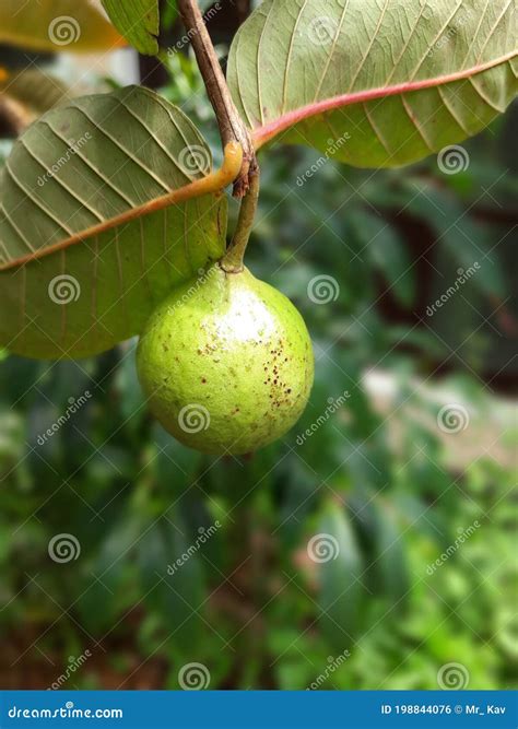 Growing Giant Guava In Sri Lanka Stock Photo Image Of Edited Guava