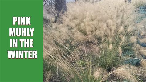 Pink Muhly In The Winter YouTube