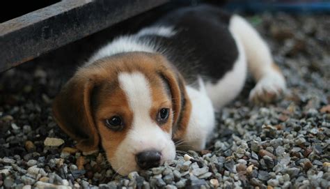 dog images pexels  stock