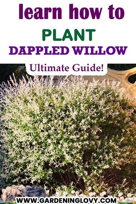 13 Best Techniques How To Prune Dappled Willow Tree Artofit